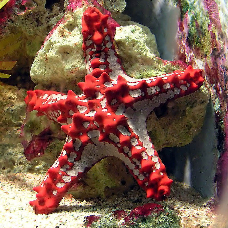 Sea Stars (Starfish)